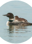 Loon and Baby