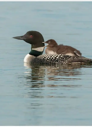 Loon and Baby 9" Square Trivet