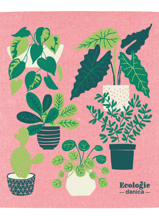 Swedish Dishcloth Plants