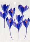 Crocus